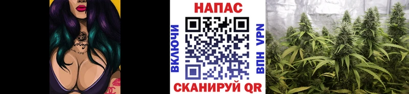 Конопля планчик  Ярославль 